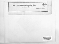 Sphaerella lenticula image